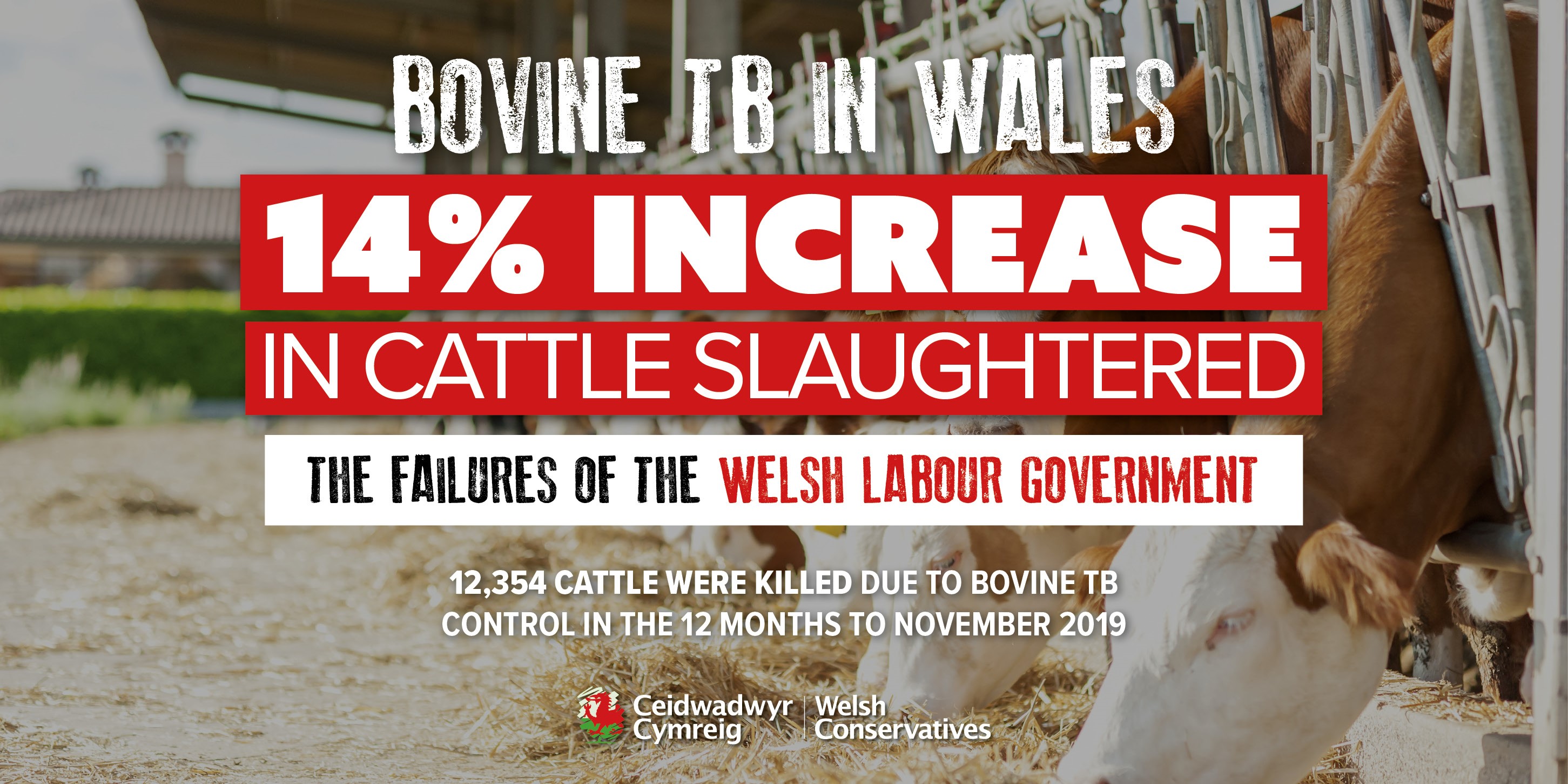 Welsh Government ‘losing The Battle To Eradicate Bovine TB’ As Latest ...